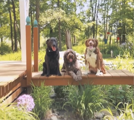 Shelby Moon Pie, Juniper, and Chewy Larkins