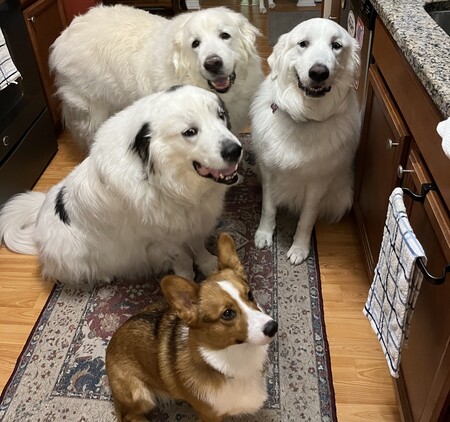 Sabin, Gregor, Bo and Daisy