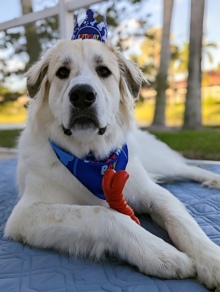 Ollie Thunderpaws Fluffenschlager