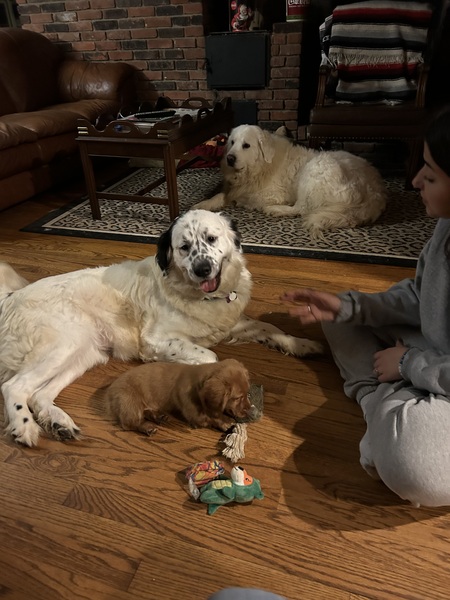 Hazel, Eleanor & Canelo