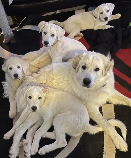 Winston with part of The "Egg Litter" Foster pups