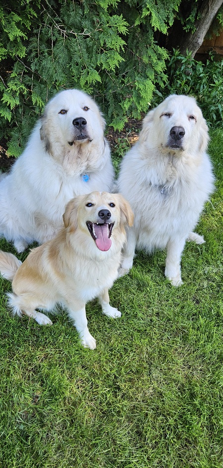 Missy, Wampa and Arlo 