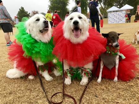 Teddy, Zoe & Benito