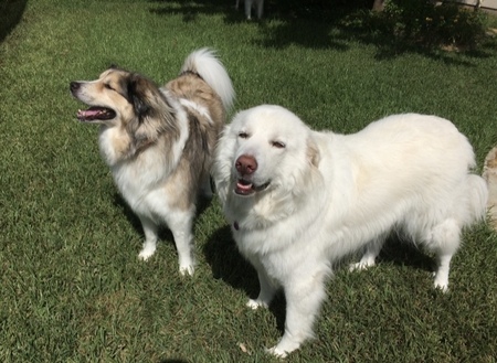 Lilly and Sadie