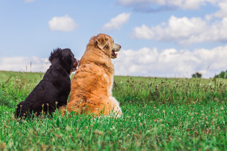 Odin & Brody