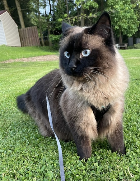 Beau