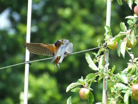 Barn Swallow Feeds a Fledgeling