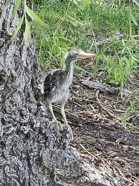 Baby Green Heron