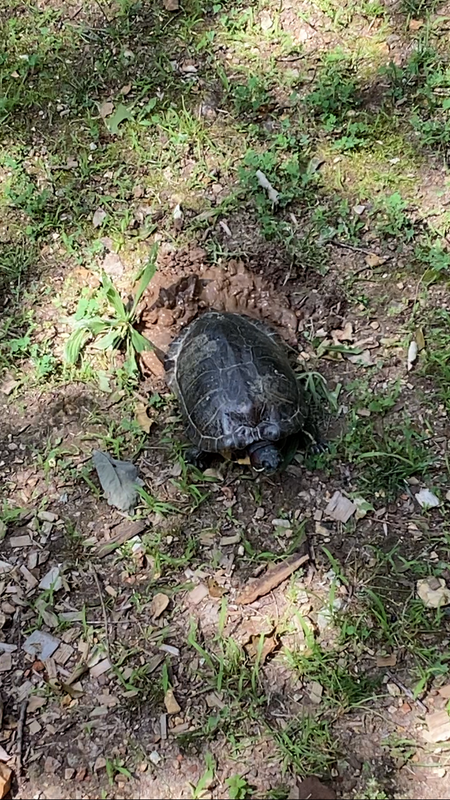 Turtle laying eggs in front yard 🐢 