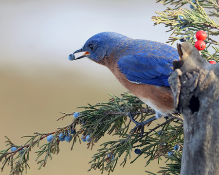 Bluebird's Winter Snack