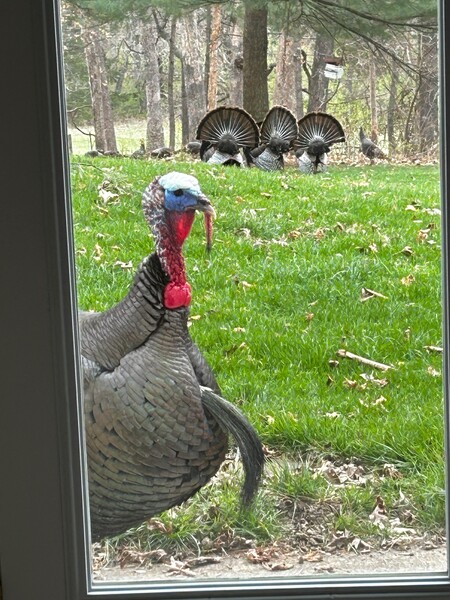 Gobbler at the door