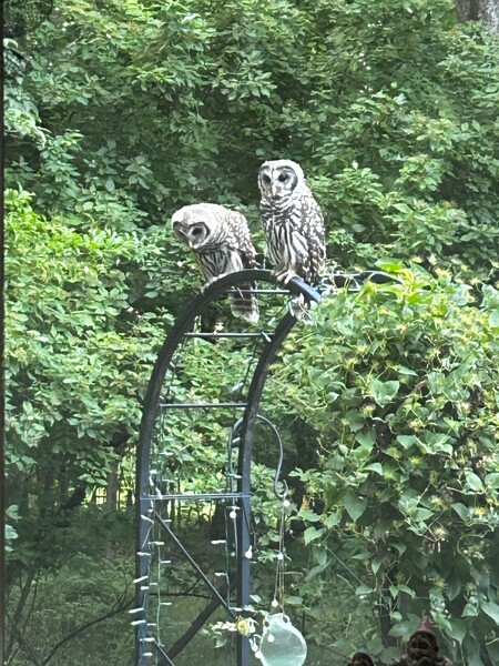 Barred twins on Arbor