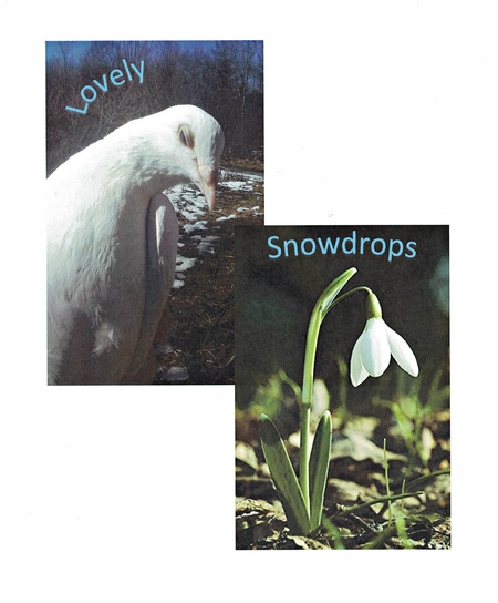 Snowdrop