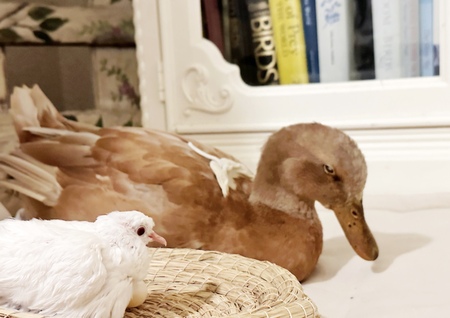 Sky dove and Lulu (elderly duck)