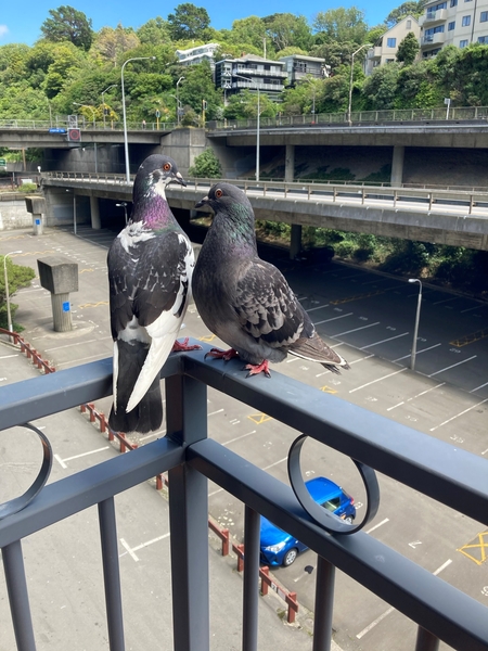 Mr & Mrs Pigeon