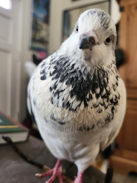 Snowy Marshmallow Pidgey 