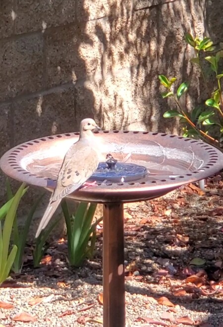 Baby Mourning Dove