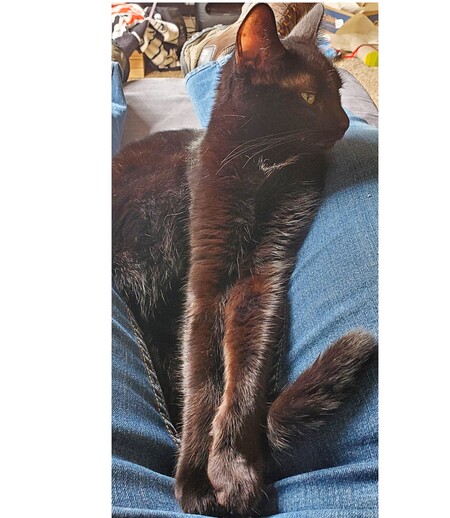 Stella