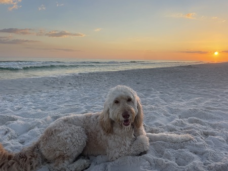 Sandy Paws