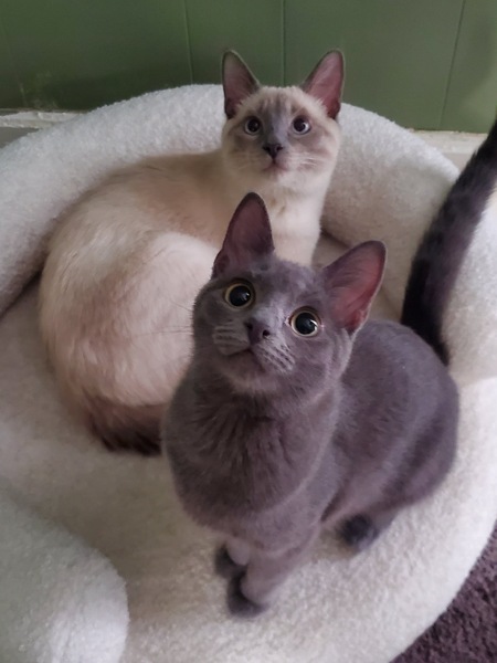 Chai & Luna