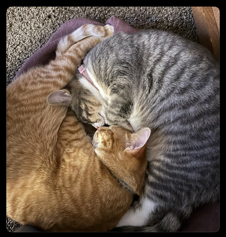 Purrcy (orange) and Tessa (grey)