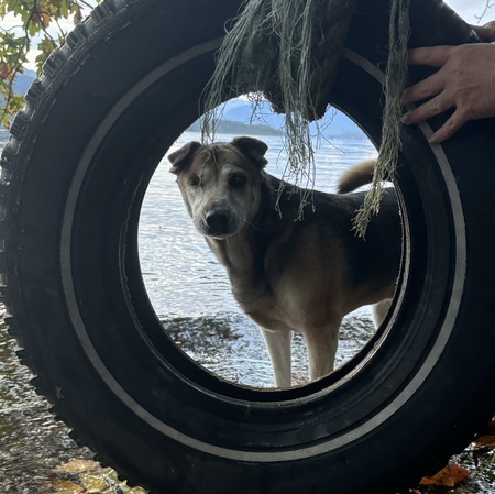 Jada the One-eyed Wonder Dog