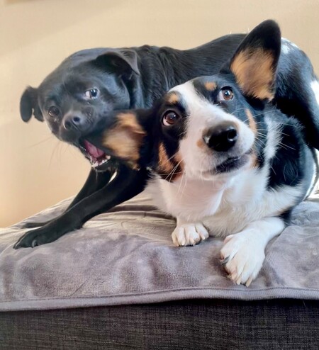 Queenie the corgi  and Sebastian the pug mix