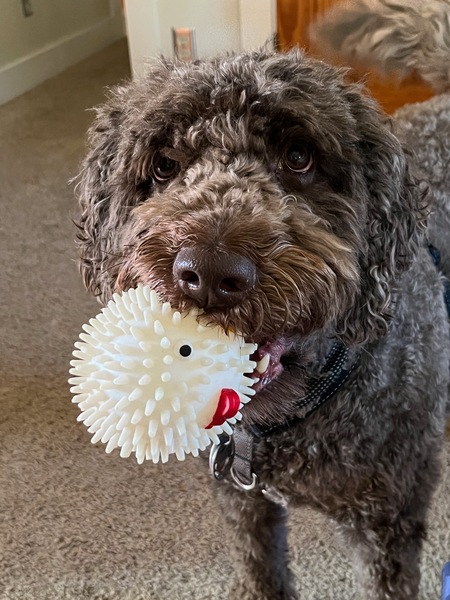 Finn - with Mr. Chicken Head