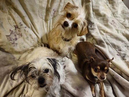 Roxie, Chewbacca, Cocoa Puff