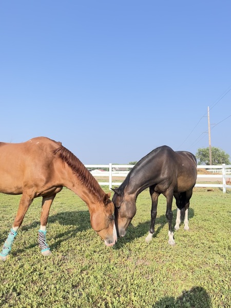 Reverie and Annie Oakley