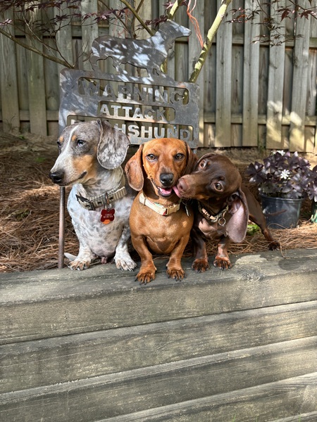 Stanley, Samantha and Bailey 