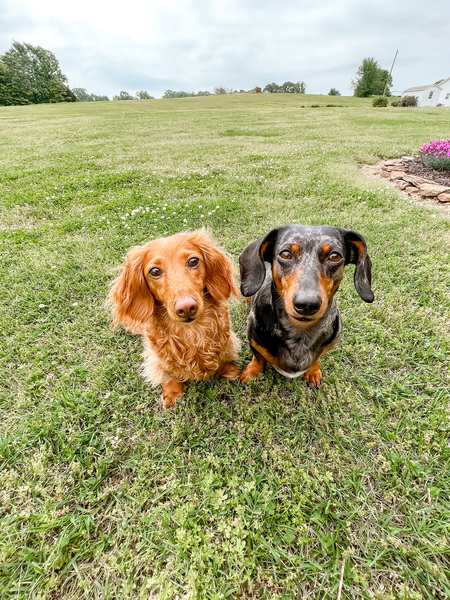 Millie & Piper