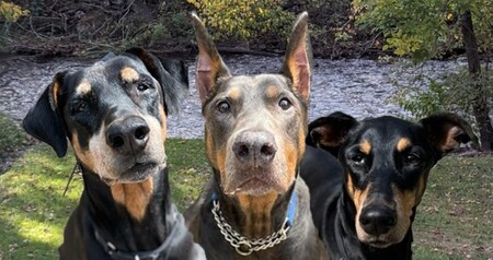 Maisie, Blue and Remi Jennings