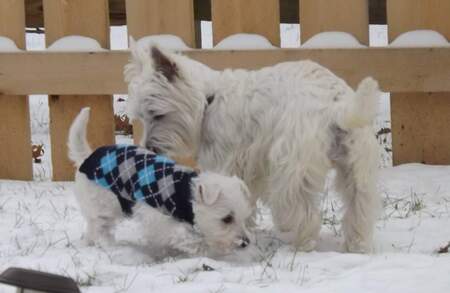 Fergus (and Stanzy)