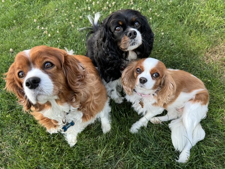 Tori, Daisy, Snickerdoodle