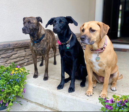 Huey, Millie & Cannoli… All rescued from HAL!