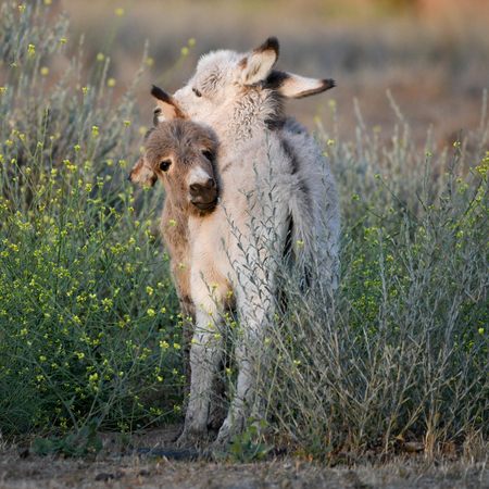 Wild Baby Burros 