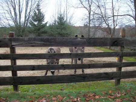 Lennie and Bella