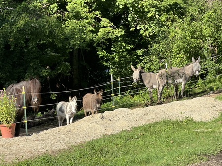 Seamus, Willy, Porter, Lucille, and Jolene