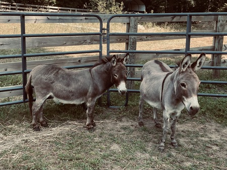 Walter(left) and Dominic