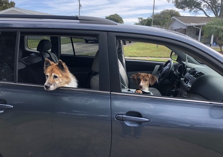 Baillie (Dachshund) & Gabby (back window)