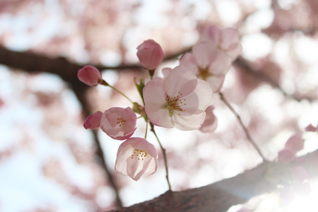 Cherry Blossom