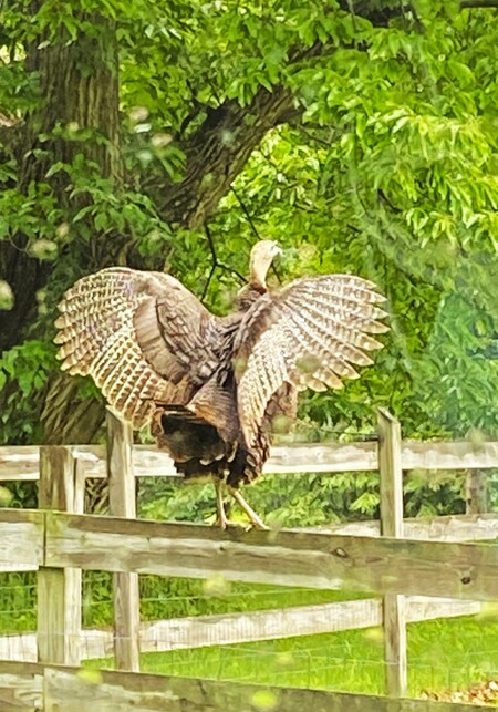 WILD TURKEY