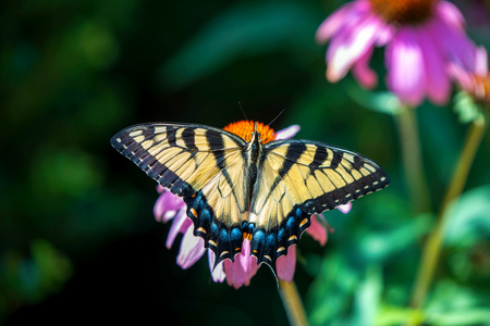 Garden visitor 