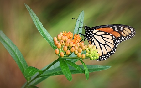 Monarch on Butterfly Weed