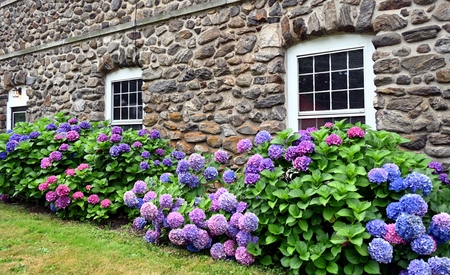 Heavenly Hydrangea 