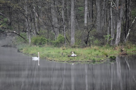 Nesting Season