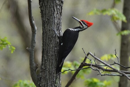 Woodpecker Wake-up call