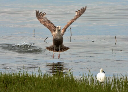 Sea Gull and Egret