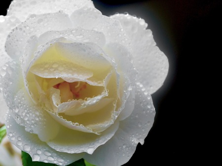 Rain Drops on a Rose